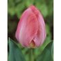 Tulipe Darwin Van Eijk