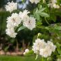 Rosier grimpant liane Banks Purezza