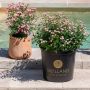 Mini-rosier LillyRose TM Wonder6 ‘Hohoemi rouge’