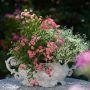 Mini-rosier LillyRose TM Wonder6 ‘Hohoemi rouge’