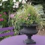 Mini-rosier LillyRose TM Wonder6 ‘Hohoemi rouge’