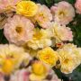 Rosier REVE DE PARIS ® Meilowmye
