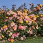 Rosier REVE DE PARIS ® Meilowmye