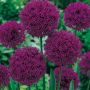 Allium Purple Sensation
