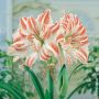 Amaryllis Dancing Queen
