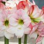 Amaryllis rose Apple Blossom