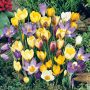 Crocus botaniques en mélange