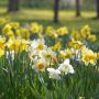 Narcisses simples en mélange