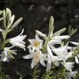 Lis de la Madone, lis blanc ou Lilium candidum
