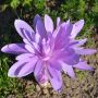 Colchique hybride double Waterlily