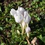 Colchique d'automne blanc Album