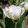 Tulipe Double Hâtive Exotic Empereur