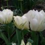 Tulipe double hâtive Exotic Empereur