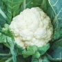 Chou-fleur Merveille de toutes saisons