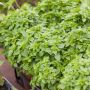 Basilic Fin Vert nain compact