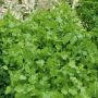 Coriandre cultivée