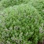 Thym officinal BIO pour potagers d'intérieur