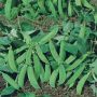 Pois demi-nain mangetout Normand