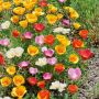 Eschscholzia californica Pavot de Californie simple varié
