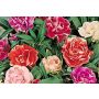 Balsamine Camelia double variée