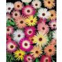 Ficoïde Tapis magique variée