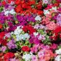 Impatiens Hybride varié