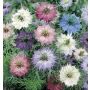 Nigelle de Damas