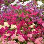 Phlox de Drummond à grandes fleurs variées