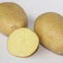 Pomme de terre Maiwen