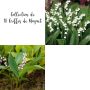 Collection de 18 Griffes de Muguet