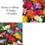 Freesias aux teintes chaudes ou pastel