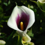 Arum lavande bordé de blanc