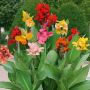 Grands cannas mélange