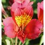Alstroemere Authion ® Turcallaut