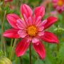 Dahlia collerette bicolore rouge et rose