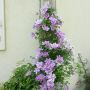 clematis Piilu® 