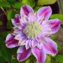 Clématite JosephineTM  ‘Evijohill’ (2)