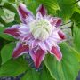 Clématite JosephineTM  ‘Evijohill’ (3)