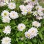 Dahlia décoratif à grosses fleurs blanches 
