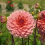 Dahlia décoratif Château de la Bourdaisière