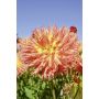 Dahlia Cactus à grandes fleurs Dentelle Eclair