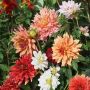 Dahlias décoratifs à multiples couleurs