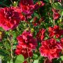 Dahlia buisson Mille Feux