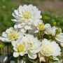 Dahlia buisson Montreuil