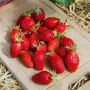 Fraises Gariguette
