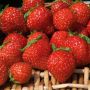 Fraisier Mara des Bois
