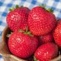 Fraisier MAESTRO ® cov 89.98.1