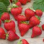 Fraisier MAGNUM cov Marionnet 97