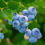 Myrtillier ou Vaccinium Corymbosum 'Blue Crop'