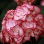 Hortensia aux petites fleurs doubles blanches, finement bordées de rose